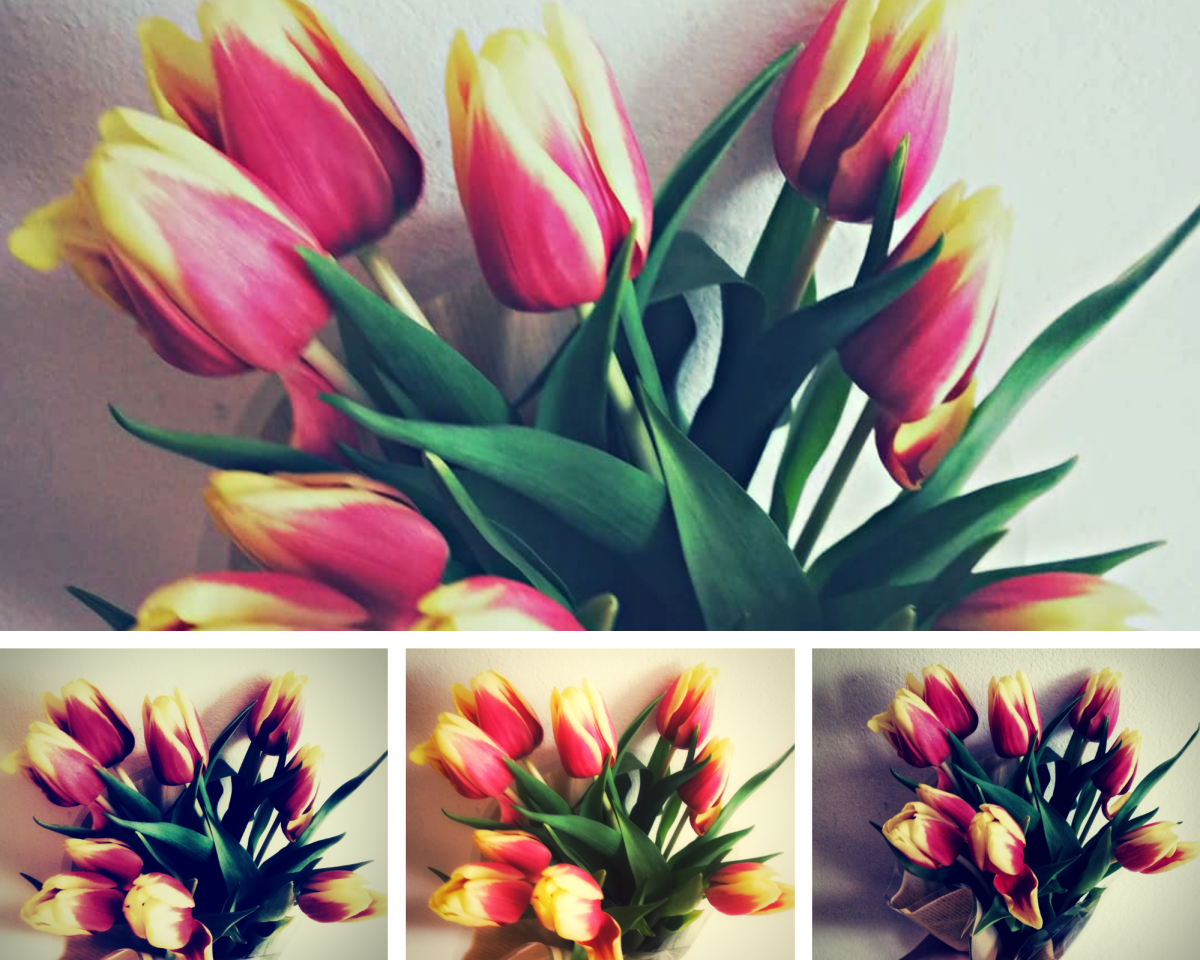 Wiosenne tulipany – symbol wiosny