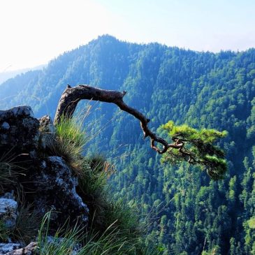 Sokolica – punkt widokowy w Pieninach z panoramą na Tatry.