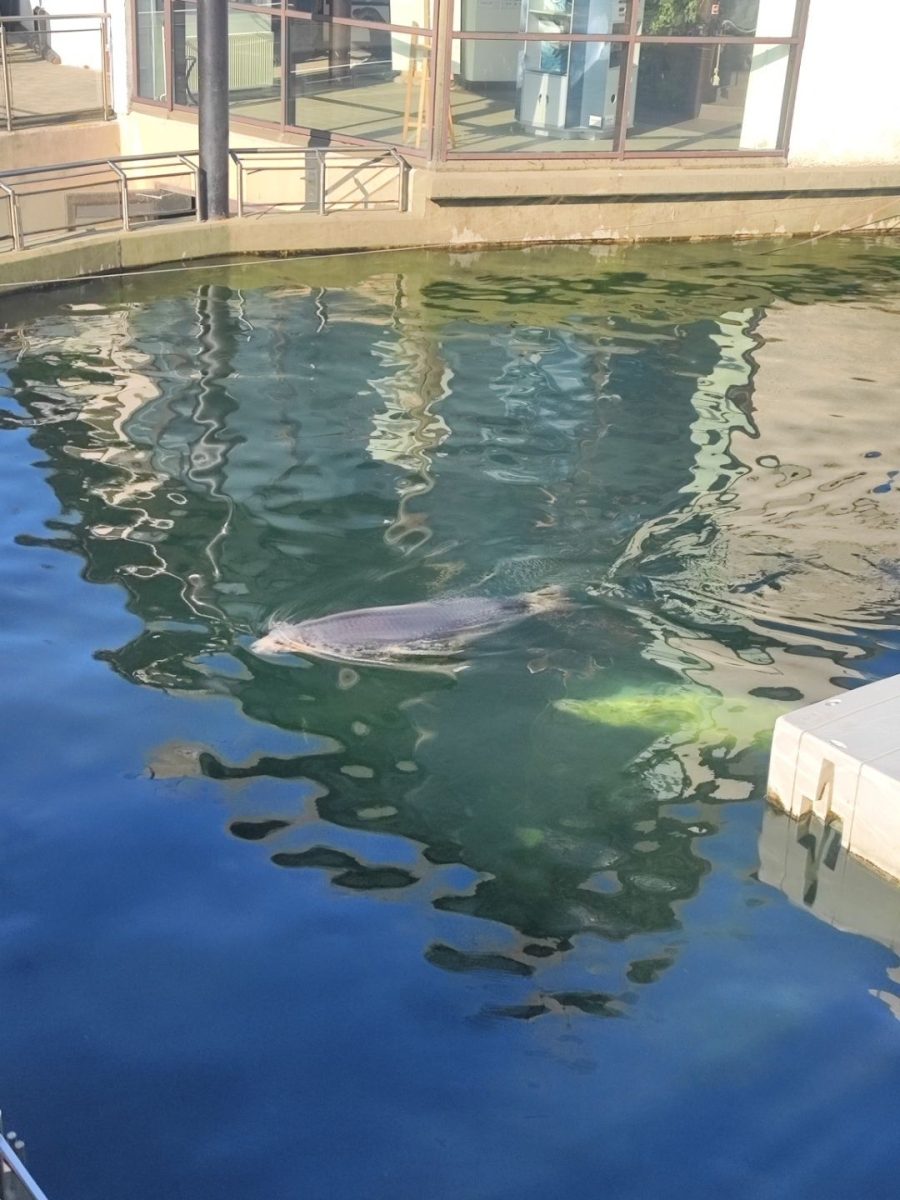 Foka szara wynurzająca się z wody w basenie Stacji Morskiej Instytutu Oceanografii w Helu