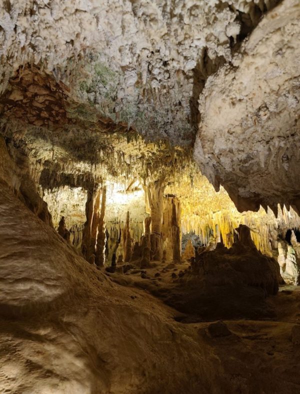 Podziemny ogród botaniczny w Cueva Redonda w Cuevas dels Hams z widocznymi dzikimi paprociami asplenium i drzewami laurowymi.
